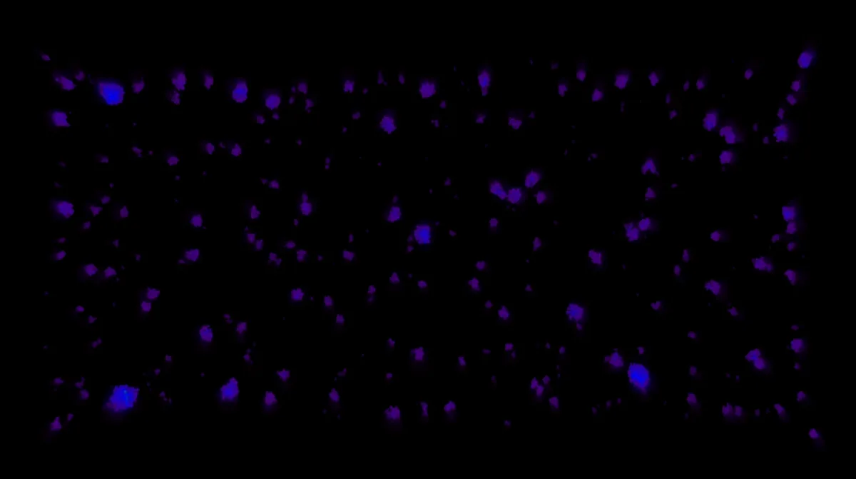 Clusters of violet particles on a black field